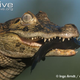 Illustration for article titled Sunday Crocodilian - Caiman latirostris Edition